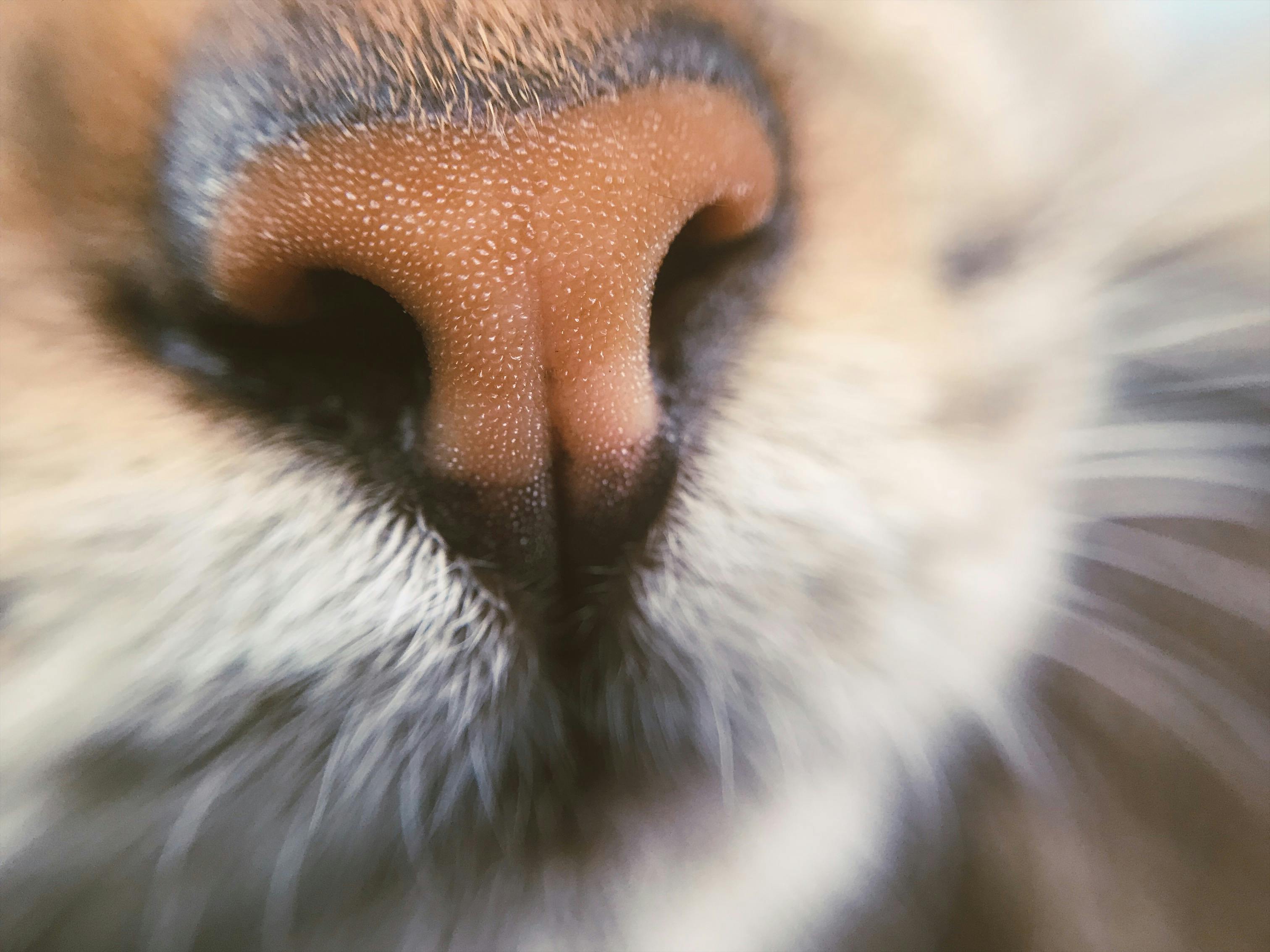 Cat Paradise Logo